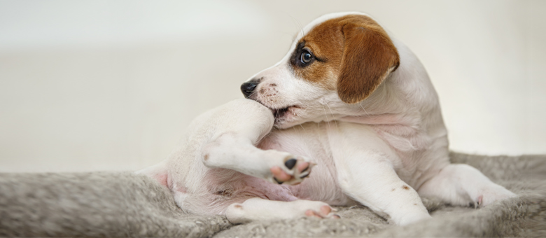 What you should know about ﬂeas and ﬂea control