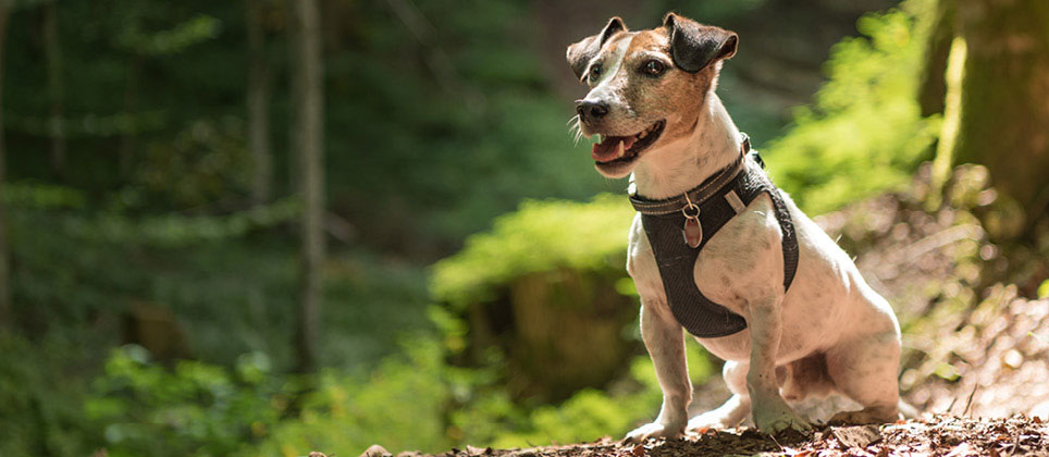 Choosing the right collar, harness and leash for your dog