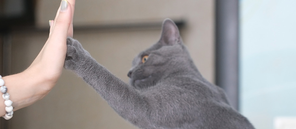 How to teach your cat to high-five?