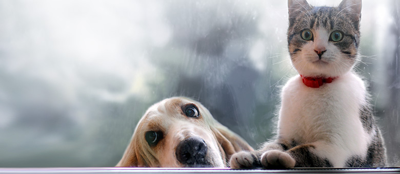 How to keep your pets happy when company’s coming?