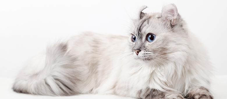 The American curl : the Peter Pan of cats