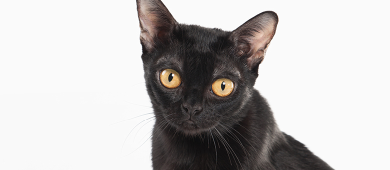 The Bombay cat or mini black panther