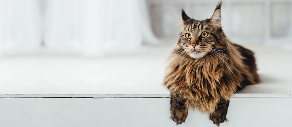 The Maine Coon: the “king” of cats