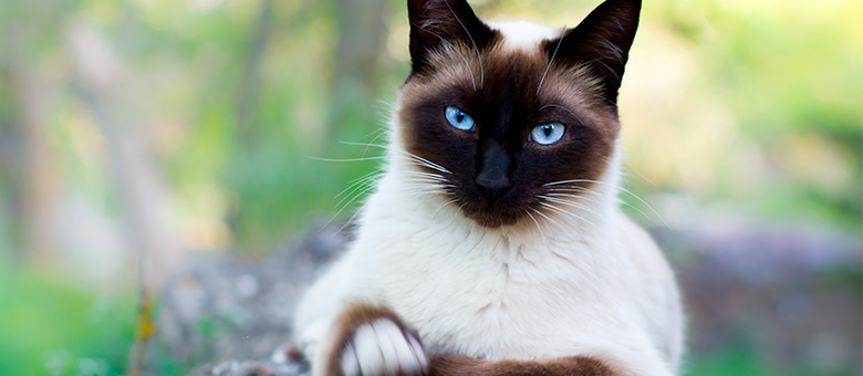 The Siamese: talkative, active and... ancestor!
