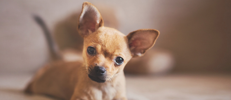 The Chihuahua, the smallest purebred dog in the world