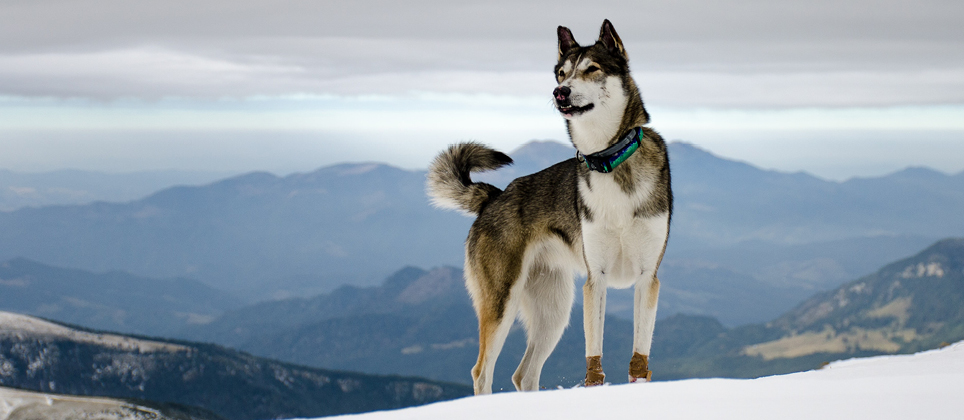 The Siberian husky: a pioneer of the north