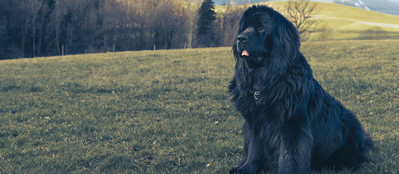 The Newfoundland: a gentle giant