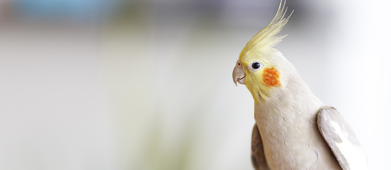 Early signs of illness in a bird