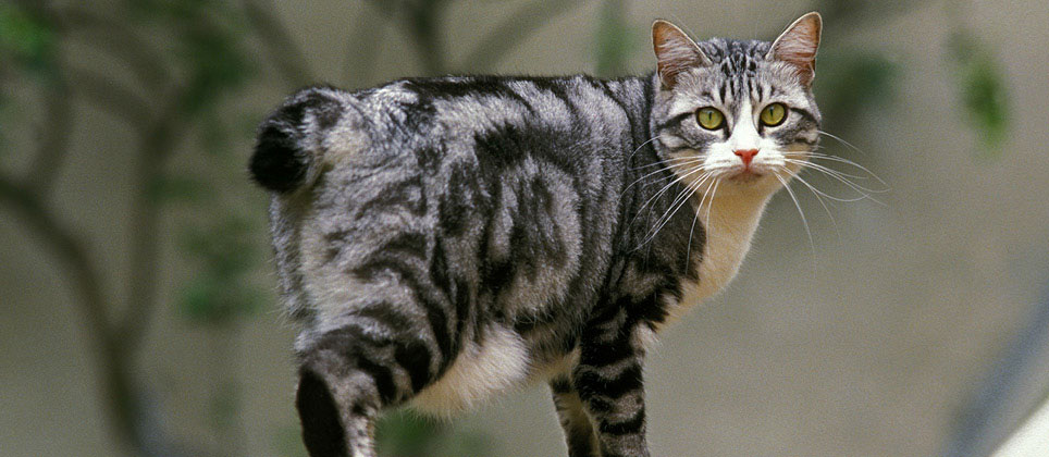 The Japanese bobtail cat: over 1,000 years of history... and good luck
