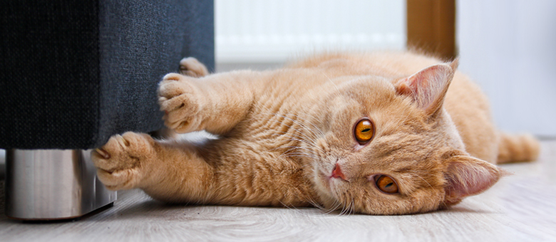 What to do when your cat is scratching your furniture