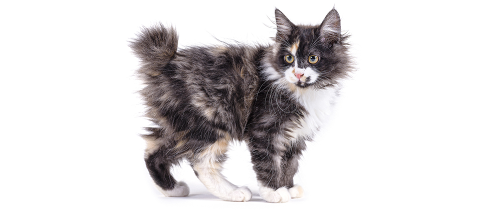 The American bobtail: affectionate, intelligent and a physical ...cut short