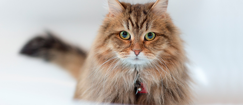 The Siberian: The cat that was made for cold weather!