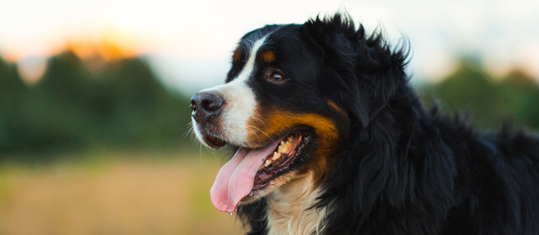 The Bernese mountain dog has something for everyone