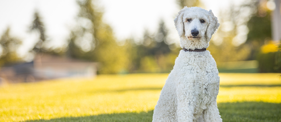 The poodle: much more than a dog with pom-poms