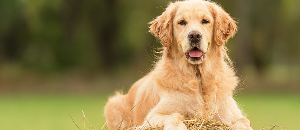 The Golden Retriever: a big pup with a big heart & everyone’s favourite!