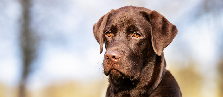 The Labrador retriever: a hard-working dog