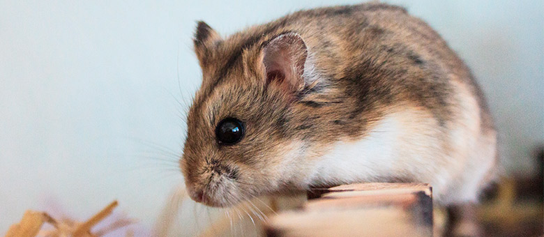 5 things to consider before adopting a hamster