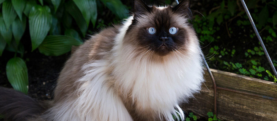 The Himalayan, a calm and loving cat
