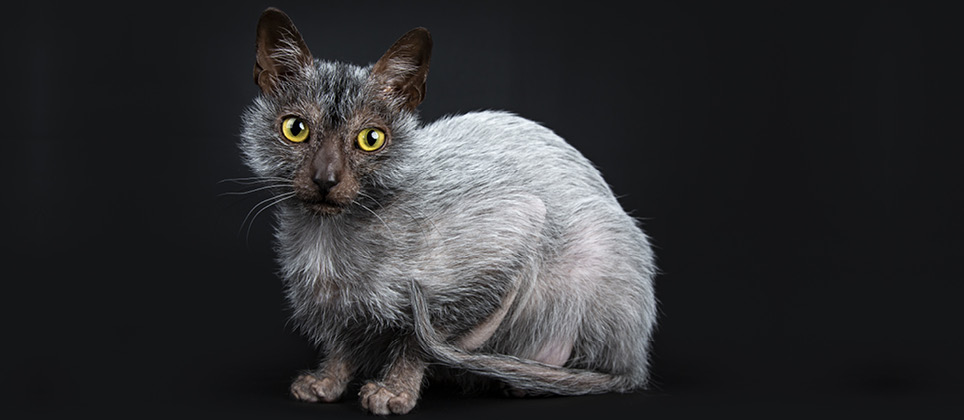 Meet the Lykoi, the new “werewolf” cat breed