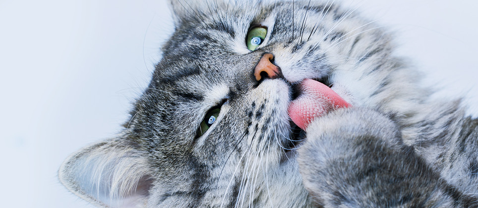 Why do cats lick everything?
