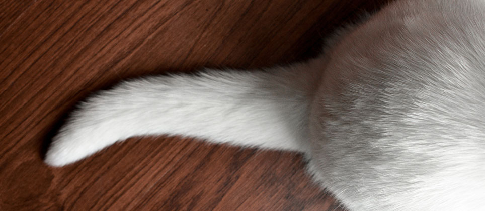 What your cat’s tail is telling you
