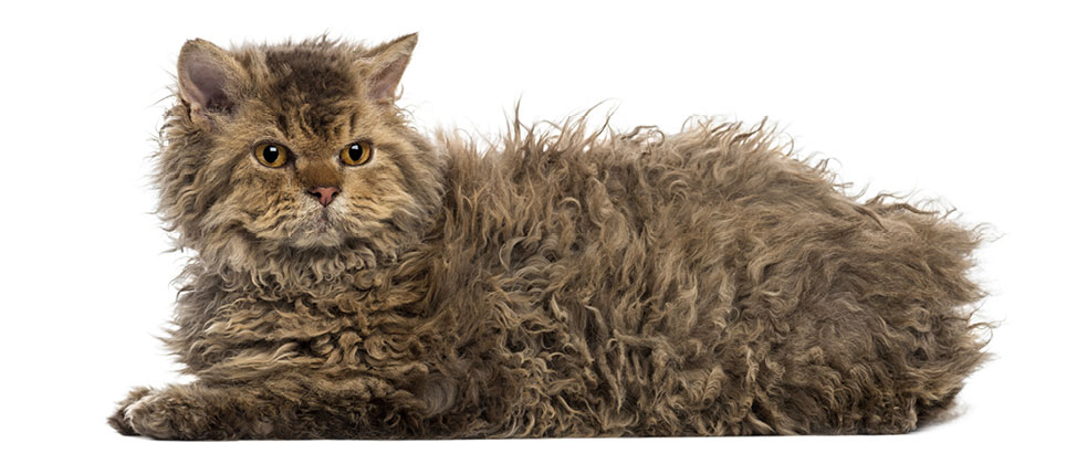 The Selkirk rex: like a little sheep with a bad hair day!