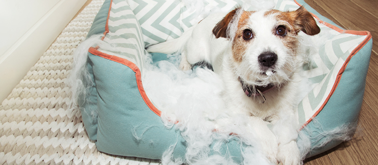 What are the best ways to manage a destructive dog?