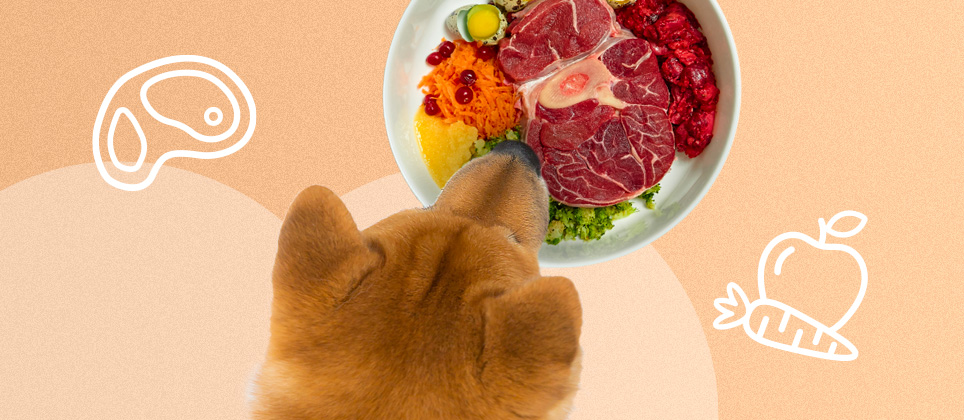 Introducing a raw food diet to your pet