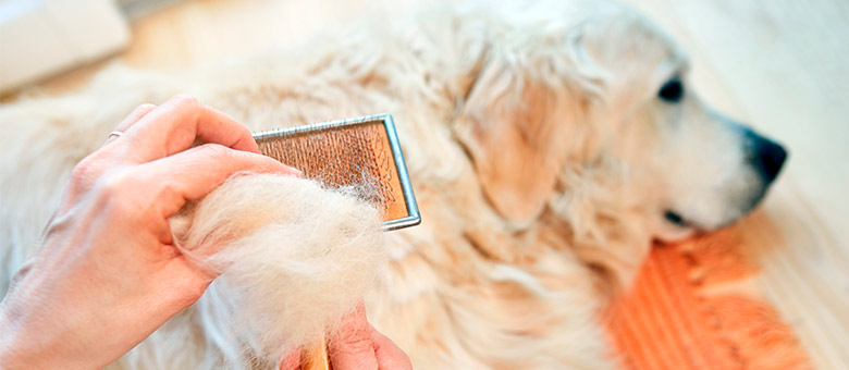 When your pet starts to shed: everything you need to know