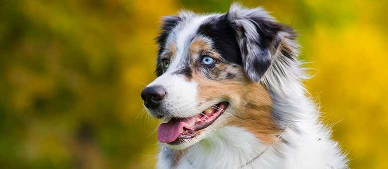 Australian shepherd, the multicolored dog