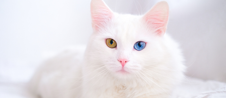 The Turkish Van, Turkey&rsquo;s feline gem