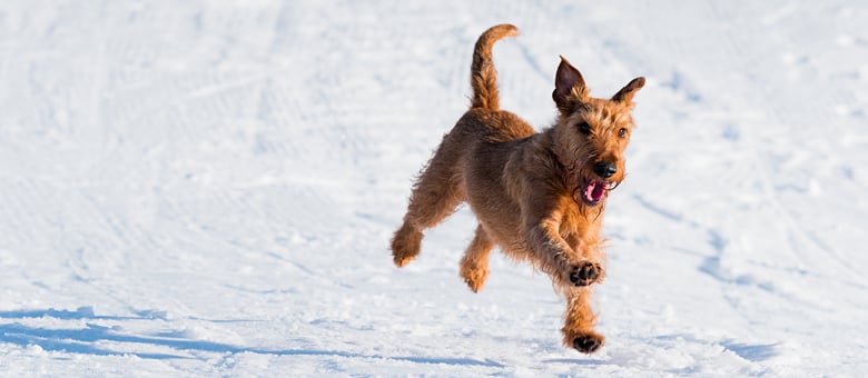 Easy steps to maintain your dog&rsquo;s physical fitness!