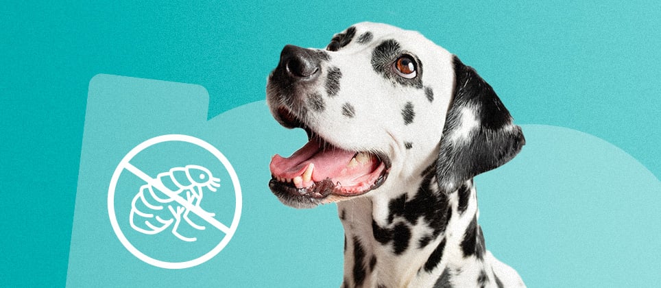 Advice for anti-flea products