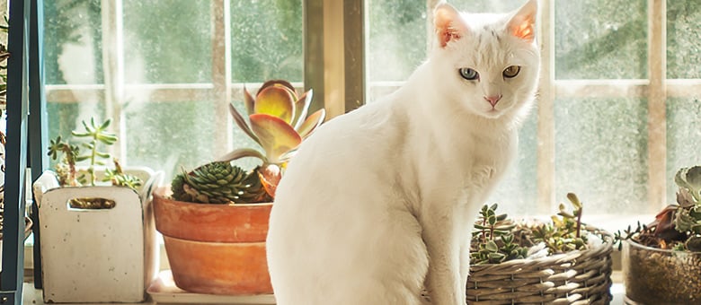 Plants that are toxic for your pets