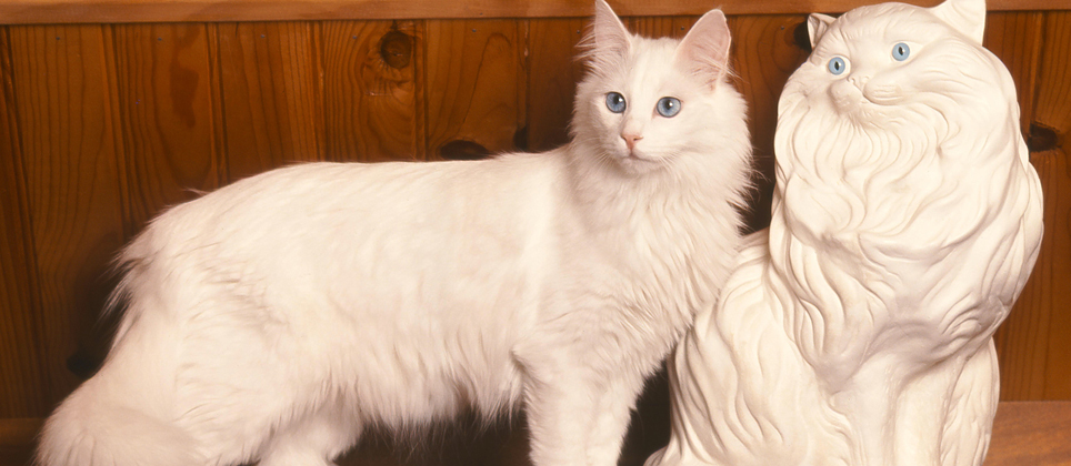 Turkish angora: the origin of feline elegance