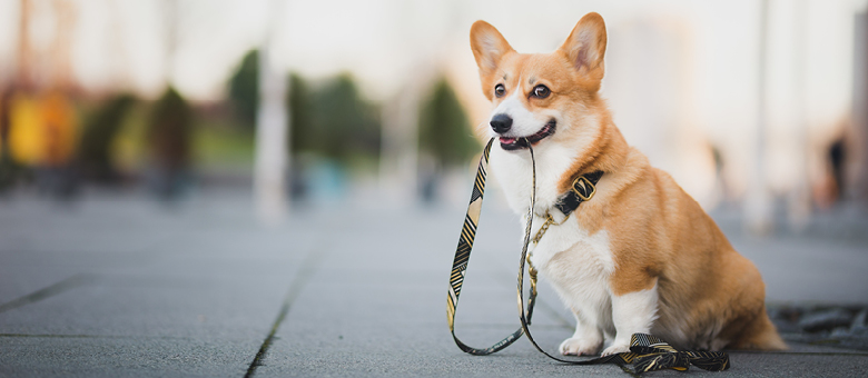 The Pembroke Welsh corgi: a little clown with big ears