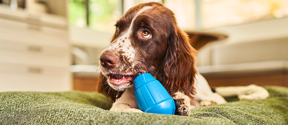 Mondou and Les Produits du Qu&eacute;bec: Nearly 1,000 certified products for your pets