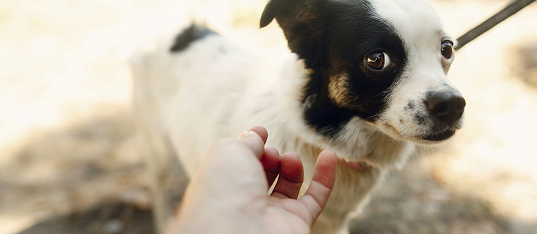 How to handle your dog&rsquo;s unpredictable reactions to strangers