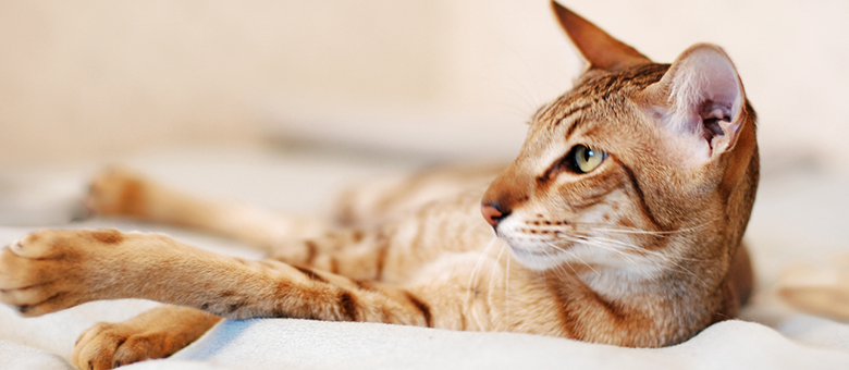 The Oriental shorthair: a lively, vocal and colorful cat!
