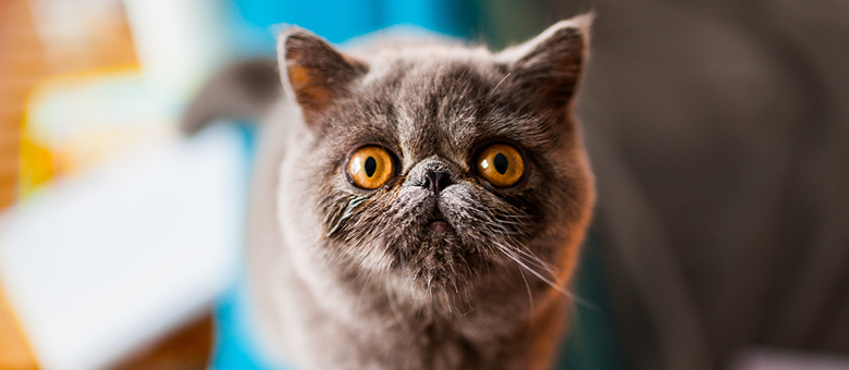 The exotic shorthair, like a Persian with short hair