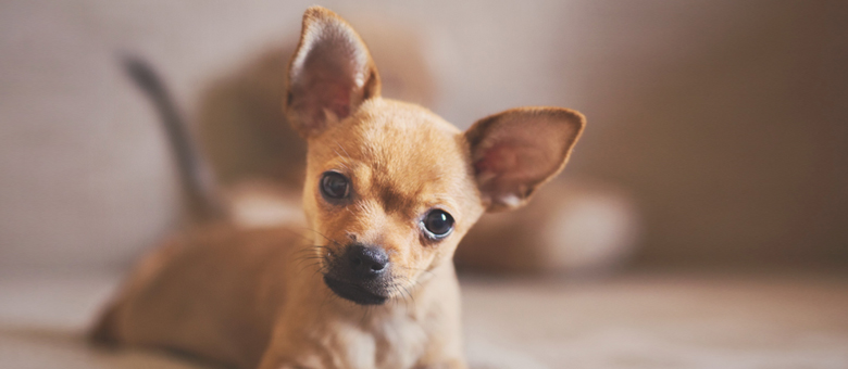 The Chihuahua, the smallest purebred dog in the world