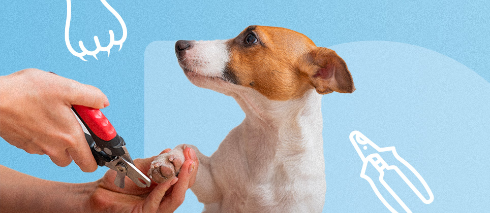 Tips and tricks for cutting your dog&rsquo;s nails