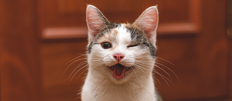 Without cats, we&rsquo;d have no electricity!