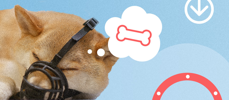 Riding the m&eacute;tro with your dog