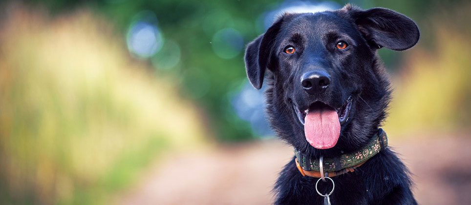 Mondou&rsquo;s removal of aversive collars: everything you need to know