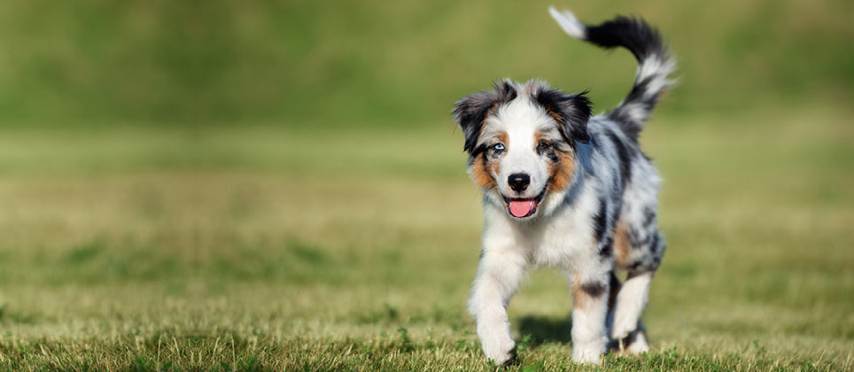A dog&rsquo;s tail: a useful appendage!