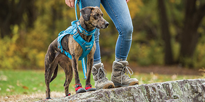 10 randonnées à faire avec votre chien cet automne au Québec