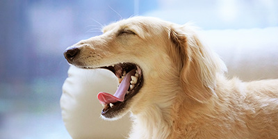 Comment prendre soin de la santé dentaire de votre chien?