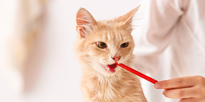 Hygiène dentaire de votre animal : ce que vous devez savoir