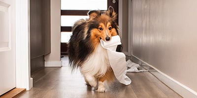 /en-CA/blogs/advice/dog/diarrhea-in-pets-causes-symptoms-and-how-to-provide-relief-at-home-ad19.html